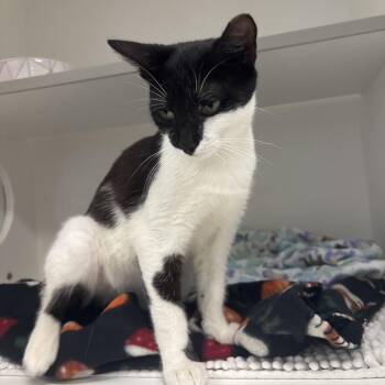 Shadowfax -  Domestic Short Hair Cat Available for Adoption in Jupiter, Florida - Shadowfax | PetCurious