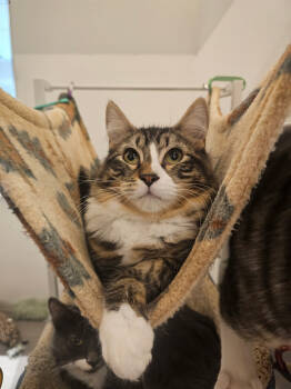 Rescue Domestic Short Hair Cats for Adoption in St. Cloud, Minnesota - Stripes | PetCurious