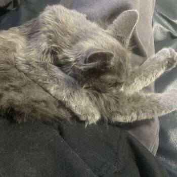 Little John -  Domestic Long Hair Cat for Adoption in Murray, Utah - Little John | PetCurious