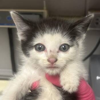 Domestic Short Hair Cats Available for Adoption in Greenville, South Carolina - Campfire | PetCurious