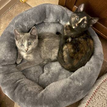 Rescue Domestic Short Hair Cats for Adoption in Fairfax, Virginia - Windy | PetCurious