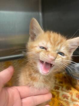 Rescue Domestic Short Hair Cats for Adoption in Athens, Tennessee - Marley | PetCurious