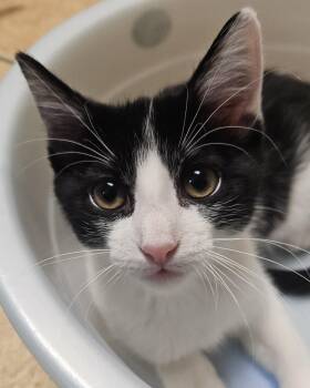 Tortellini -  Domestic Short Hair Cat for Adoption in Davis, California - Tortellini | PetCurious