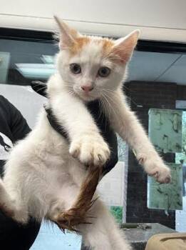 Sunny -  Domestic Short Hair Cat for Adoption in Nashville, Tennessee - Sunny | PetCurious