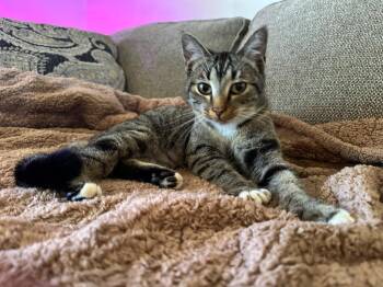 Maxine -  Domestic Short Hair Cat Available for Adoption in Noble, Oklahoma - Maxine | PetCurious
