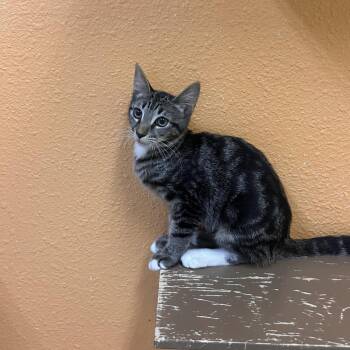 Ro Larren -  Domestic Short Hair Cat for Adoption in Fresno, California - Ro Larren | PetCurious