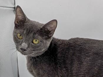 Vidalia -  Domestic Short Hair Cat for Adoption in Powell, Ohio - Vidalia | PetCurious