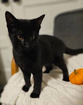 Jasper -  Domestic Medium Hair Cat for Adoption in Ogden, Utah - Jasper | PetCurious