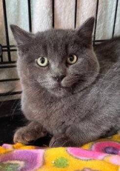 Domestic Short Hair Cats Available for Adoption - Gizmo | PetCurious