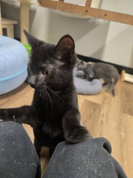 Never -  Domestic Short Hair Cat for Adoption in Richmond, Kentucky - Never | PetCurious