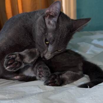 Storm -  Domestic Short Hair Cat for Adoption in Los Angeles, California - Storm | PetCurious