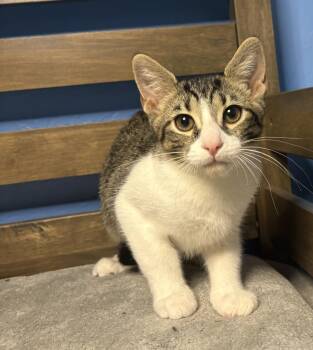 Domestic Short Hair and Tabby Cats Available for Adoption in Chandler, Arizona - Brulee Vibez | PetCurious