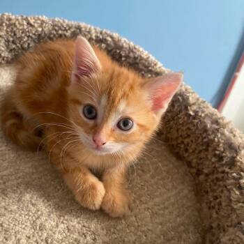 Biscuit -  American Shorthair Cat Available for Adoption in Bethel, Connecticut - Biscuit | PetCurious