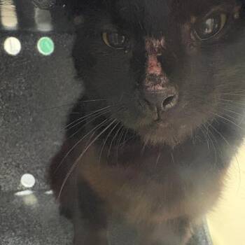 Rasputin -  Domestic Short Hair Cat for Adoption in Lufkin, Texas - Rasputin | PetCurious