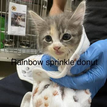 Rainbow Sprinkle Donut -  Domestic Medium Hair and Domestic Short Hair Cat for Adoption in Windsor, Virginia - Rainbow Sprinkle Donut | PetCurious