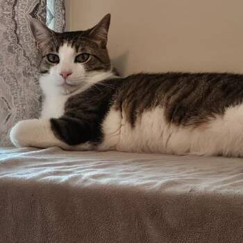 Obie -  Domestic Short Hair Cat for Adoption in Winchester, Virginia - Obie | PetCurious