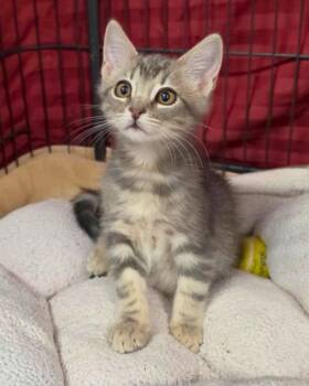 Zach -  Domestic Short Hair Cat for Adoption in Novato, California - Zach | PetCurious