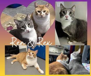 Rescue Domestic Short Hair Cats for Adoption in Angleton, Texas - Ren & Rex - Seattle, WA | PetCurious