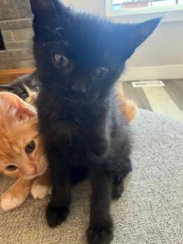 Domestic Short Hair Cats Available for Adoption in Ogden, Utah - Bailey | PetCurious
