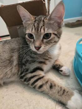 Tink -  Domestic Short Hair Cat for Adoption in Vancouver, Washington - Tink | PetCurious