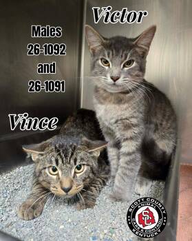 Vince -  Domestic Short Hair Cat for Adoption in Georgetown, Kentucky - Vince | PetCurious