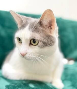 Domestic Short Hair Cats Available for Adoption in Gary, Indiana - Kitty | PetCurious