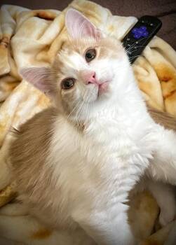 Marty McFly (LG) -  Domestic Medium Hair Cat for Adoption in Dallas, Texas - Marty McFly (LG) | PetCurious