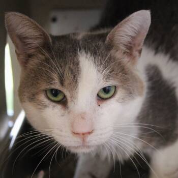 Rescue Domestic Short Hair Cats for Adoption in Gloucester, Virginia - Ace | PetCurious