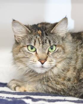 Domestic Medium Hair Cats Available for Adoption in Bridgeport, Connecticut - DAFFY (0523) | PetCurious