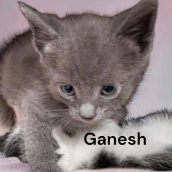 Ganesh -  Domestic Short Hair Cat for Adoption in Weems, Virginia - Ganesh | PetCurious