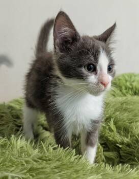 Amarillys 7.29.26 (med waiver) -  Domestic Short Hair Cat for Adoption in Apopka, Florida - Amarillys 7.29.26 (med Waiver) | PetCurious