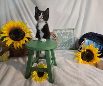 Pepe -  Domestic Short Hair Cat for Adoption in Lapeer, Michigan - Pepe | PetCurious