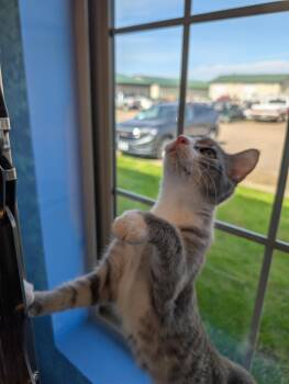 Rosie -  Domestic Short Hair Cat for Adoption in Brookings, South Dakota - Rosie | PetCurious
