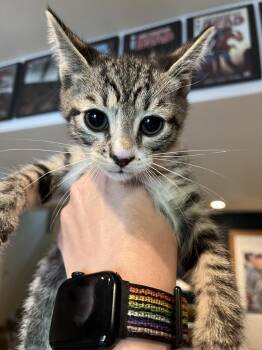 Legato -  Domestic Short Hair and Tabby Cat for Adoption in Emerald Isle, North Carolina - Legato | PetCurious