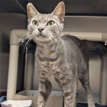 Astrid -  Domestic Short Hair Cat for Adoption in St. Augustine, Florida - Astrid | PetCurious