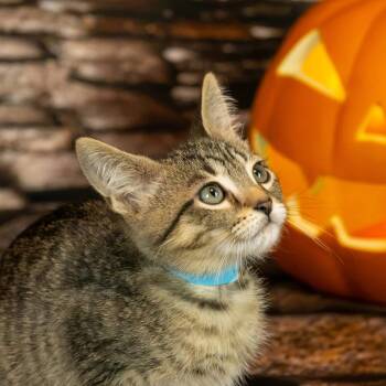 Mulligan -  Domestic Short Hair Cat for Adoption in Lapeer, Michigan - Mulligan | PetCurious
