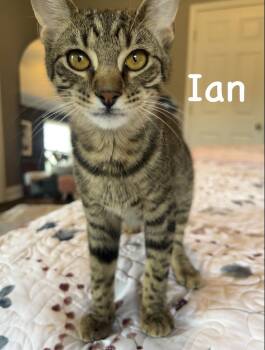 Rescue Domestic Short Hair Cats for Adoption in Groveland, Massachusetts - Ian | PetCurious