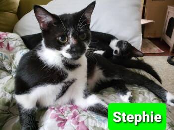 Stephie -  Domestic Short Hair Cat for Adoption in Willingboro, New Jersey - Stephie | PetCurious