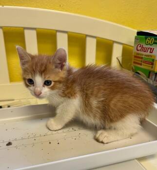 Domestic Short Hair Cats Available for Adoption in Corpus Christi, Texas - Wild Force | PetCurious