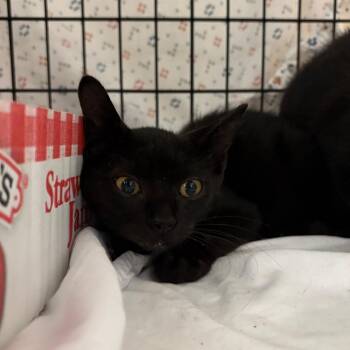 Penguin -  Domestic Short Hair Cat for Adoption in Lynchburg, Virginia - Penguin | PetCurious