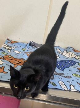 Jane - Black Cat - #16 -  Domestic Short Hair Cat for Adoption in Mitchell, South Dakota - Jane - Black Cat - #16 | PetCurious