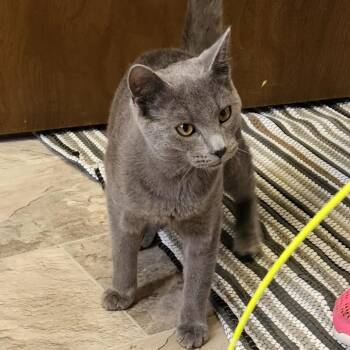 Domestic Short Hair Cats Available for Adoption - Niall | PetCurious