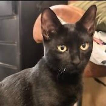 Dash RC -  Domestic Short Hair Cat for Adoption in Austin, Texas - Dash RC | PetCurious