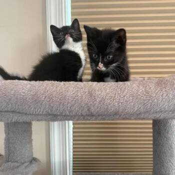 Lilo -  Domestic Short Hair Cat for Adoption in Winchester, Virginia - Lilo | PetCurious