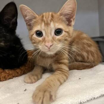 Dexy -  Domestic Short Hair Cat for Adoption in Dayton, Ohio - Dexy | PetCurious