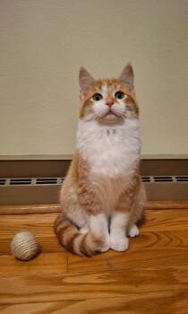 Domestic Short Hair Cats Available for Adoption - Tinkertorque And Doodlefluff (bonded Pair) | PetCurious