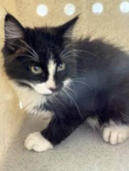 Tonic -  Domestic Short Hair Cat for Adoption in Longmont, Colorado - Tonic | PetCurious