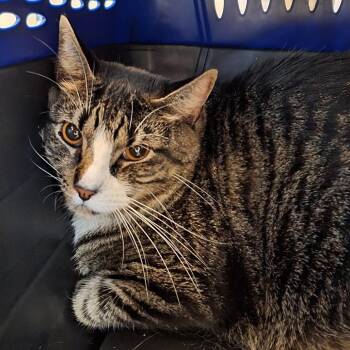 Mouse -  Domestic Short Hair Cat for Adoption in Montgomery, Alabama - Mouse | PetCurious