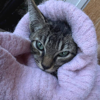 Rescue Domestic Short Hair Cats for Adoption in Los Angeles, California - Kiko | PetCurious