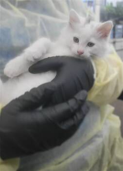 NUTMEG -  Domestic Long Hair Cat for Adoption in Dallas, Texas - NUTMEG | PetCurious